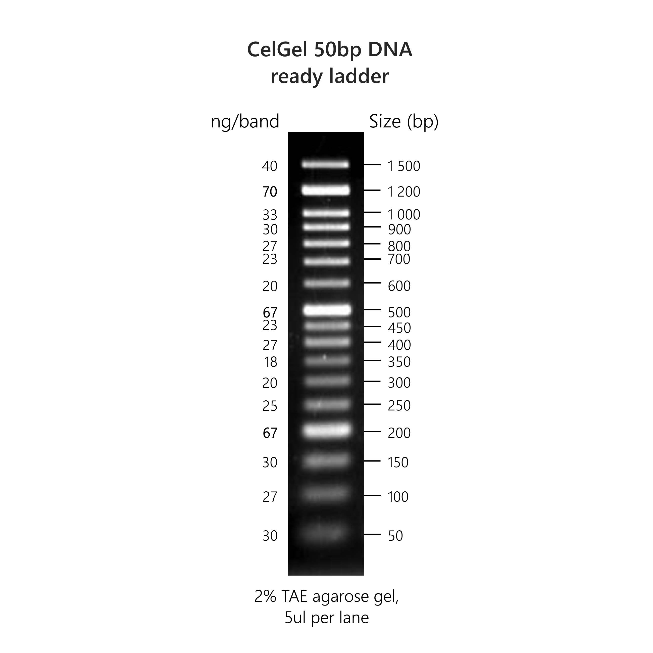 CelGel DNA ready ladders - Image 4