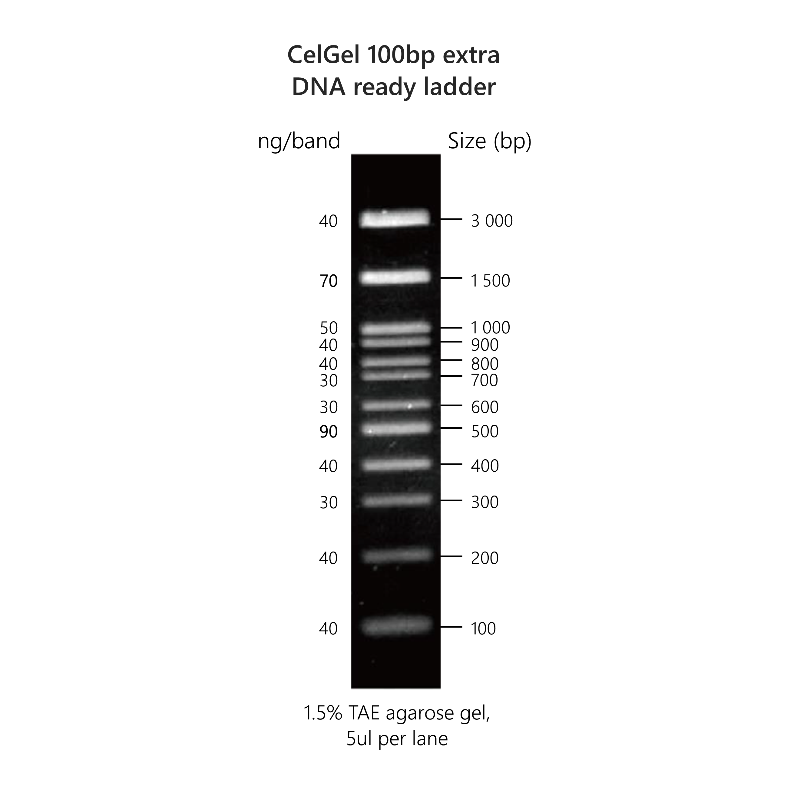 CelGel DNA ready ladders - Image 6